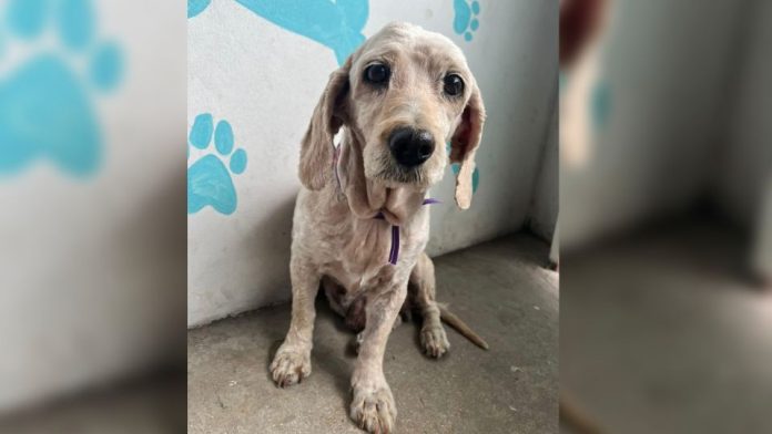 Abandonan a perrita de la tercera edad en un spa canino