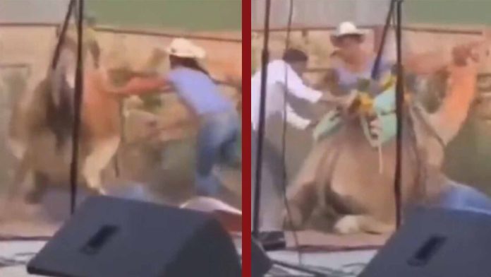 en donde se observa cómo tres personas golpean a un camello