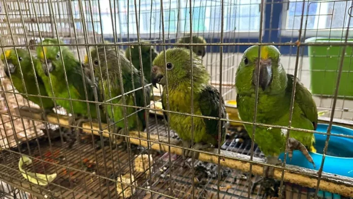 Profepa traslada aves decomisadas a zoológicos de la republica