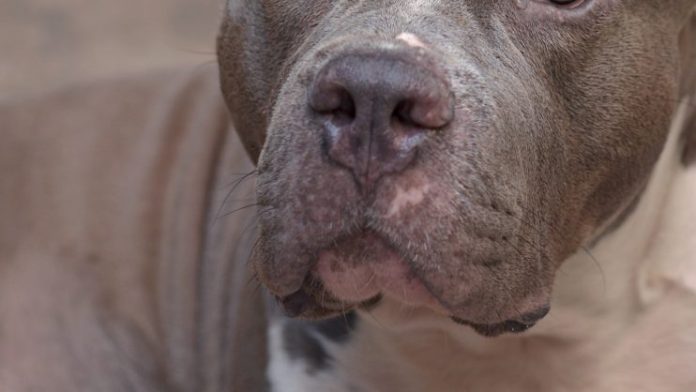 Perro ataca y mata a un niño de cinco años en Veracruz
