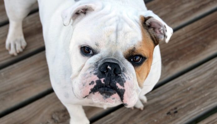 Perrito bulldog muere luego de que sus dueños lo dejarán atado en la azotea