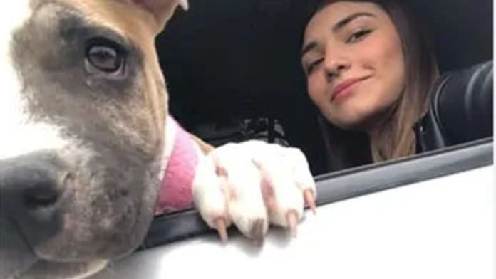 Muere perrita de estudiante fallecida por choque de la UANL