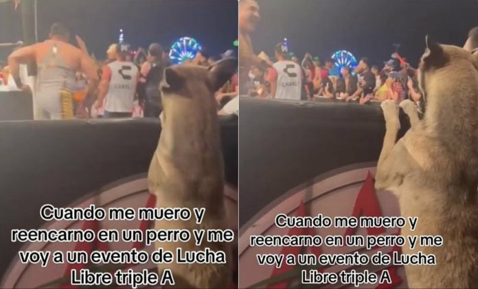 VIDEO: Perrito causa furor por ser fan de las peleas de Lucha Libre Triple AAA