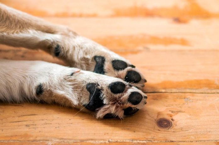 Adolescente adoptó a un perrito solo para asesinarlo y fotografiar su cadáver