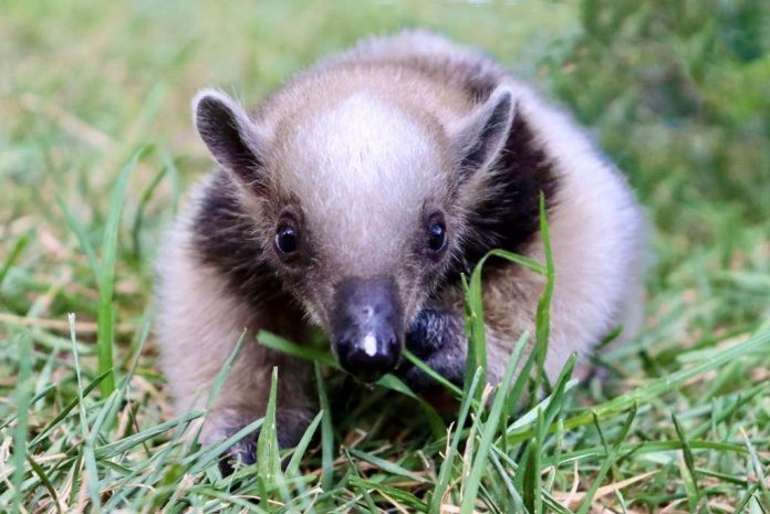 Traslada ZooMorelia a oso hormiguero a San Luis Potosí