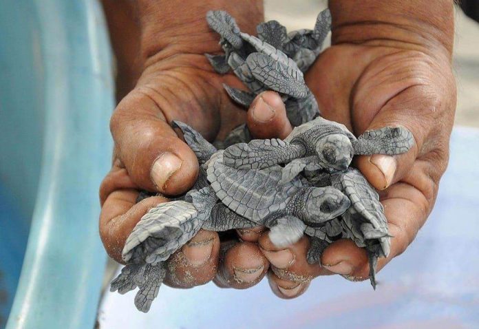 La tortuga, con raíces michoacanas