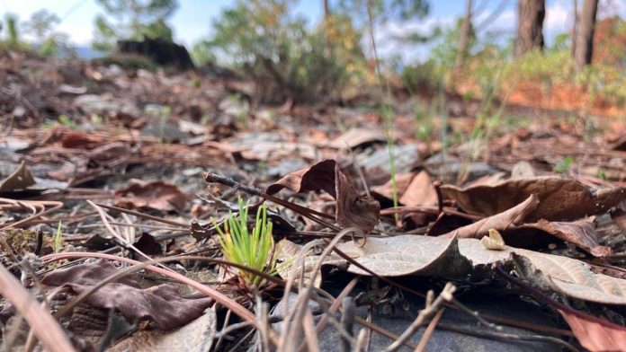Comienza la renovación natural de bosques en zonas de protección ambiental en Michoacán