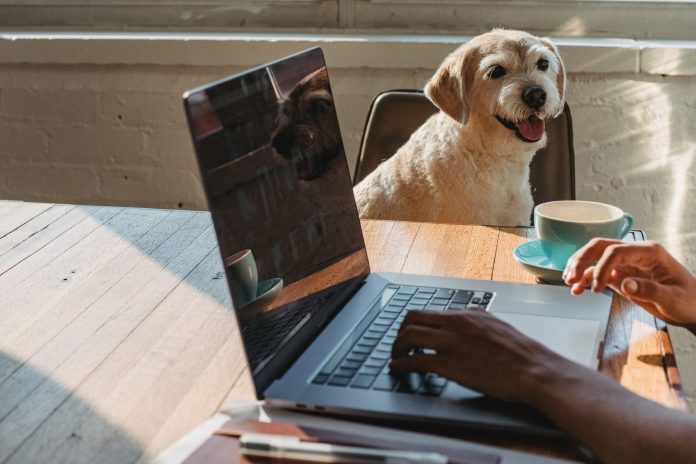 Diputado propone que empleados lleven mascotas al trabajo