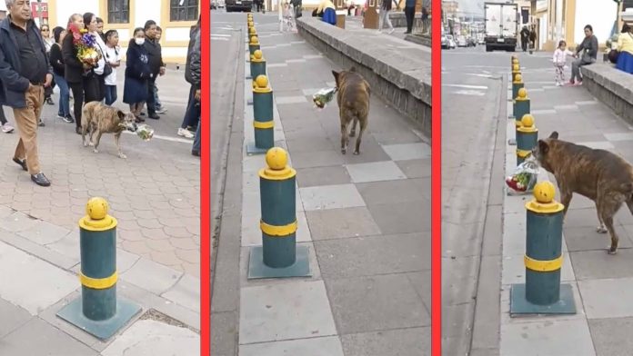 Captan a perrita llevando flores durante cortejo fúnebre