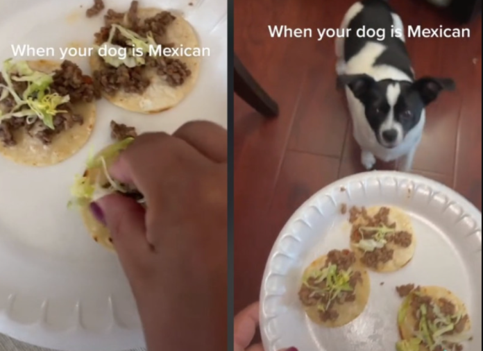 Mujer prepara tacos miniatura para su perro chihuahua