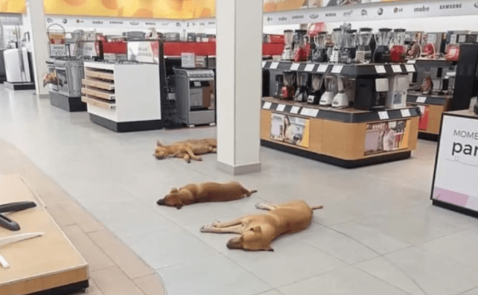 Tienda deja entrar a perros para que descansen del calor en Durango