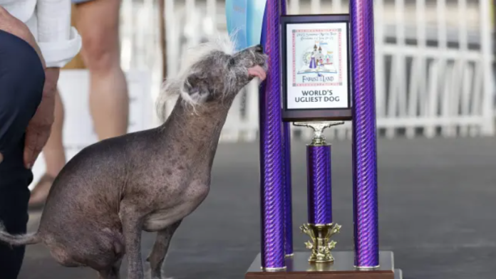Scooter, gana concurso al perro más feo del mundo