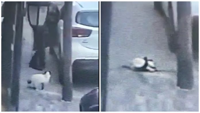 VIDEO: Hombre le disparó a un gato en Tlalnepantla