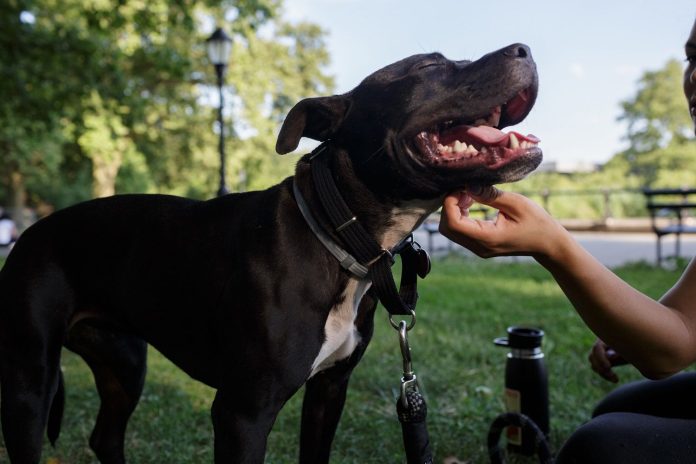 Se busca: Niñera para perros, más de dos millones al año