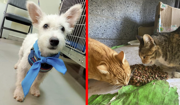 Se busca concientizar a los morelianos ante actos de maltrato animal reportados diariamente