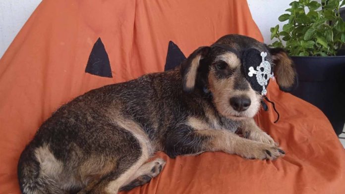 Hombre atropella y mata intencionalmente a perrito tuerto y cojo