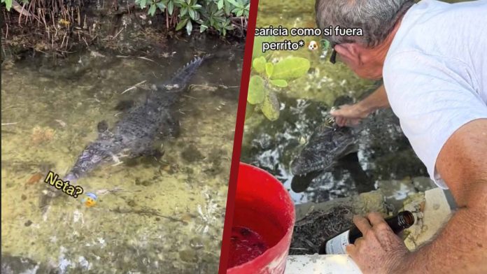 Hombre presume tener como mascota un cocodrilo