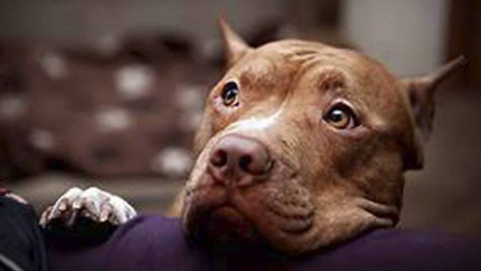Mujeres queman vivo a un perrito por comerse un huevo