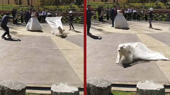 Perrito arruina sesión de fotos de una boda