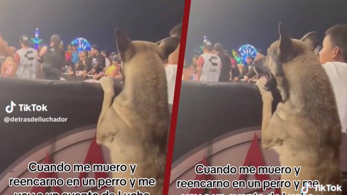 Perrito disfruta de la lucha lucha libre en primera fila