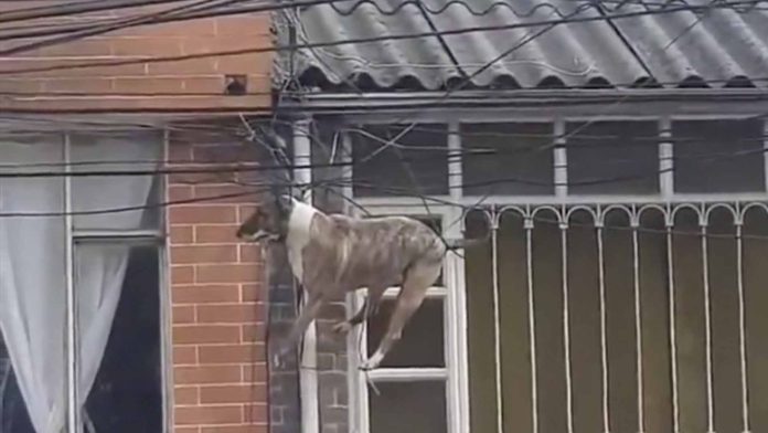 Perrito se queda atrapado en cables de la luz por perseguir a un gato