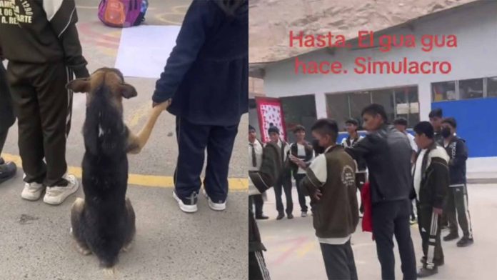 Perrito se viraliza por participar en simulacro de una escuela