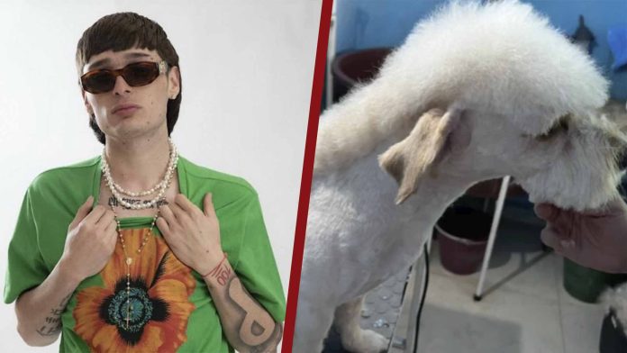 Perrito se vuelve viral por su corte de pelo al estilo Peso Pluma