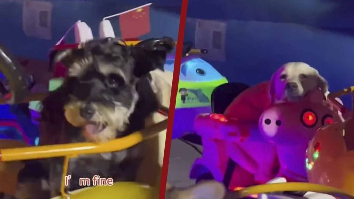 Perritos se suben a juego mecánico y se viralizan 