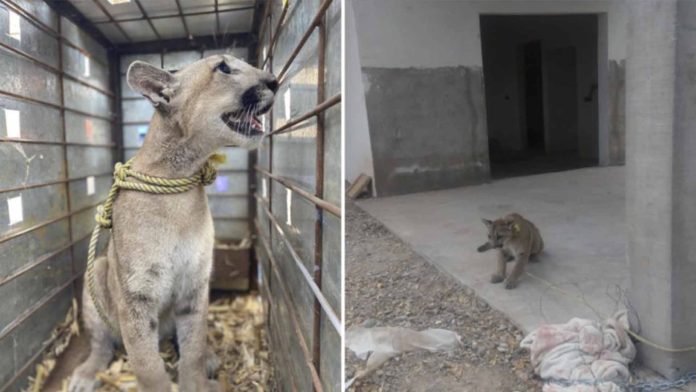 Rescatan a cachorro de puma abandonado y amarrado en Sinaloa