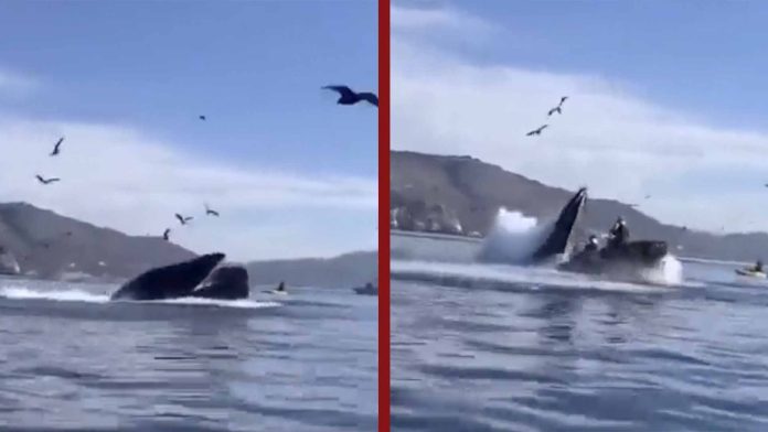 Turistas son devoradas por una ballena