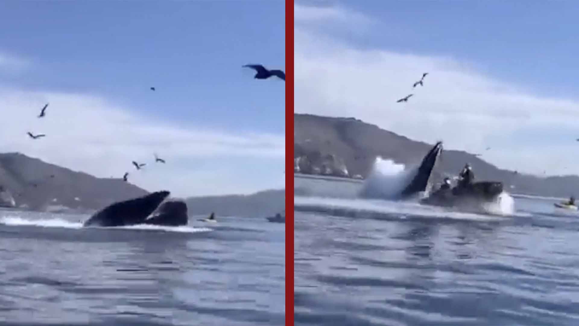 Turistas son devoradas por una ballena Turistas son devoradas por una ballena