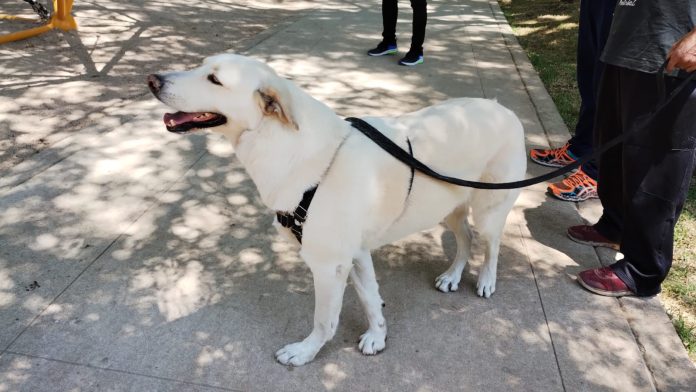 Estas colonias tendrán esterilizaciones gratuitas para perritos en Morelia: entérate