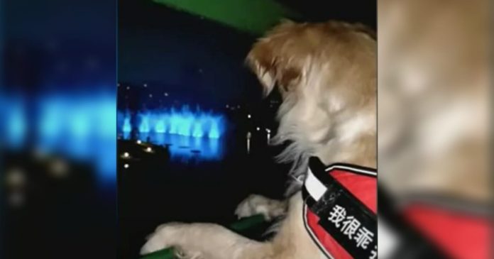 Video: Por seguridad de su dueña, perrito la recoge con todo y equipo de seguridad