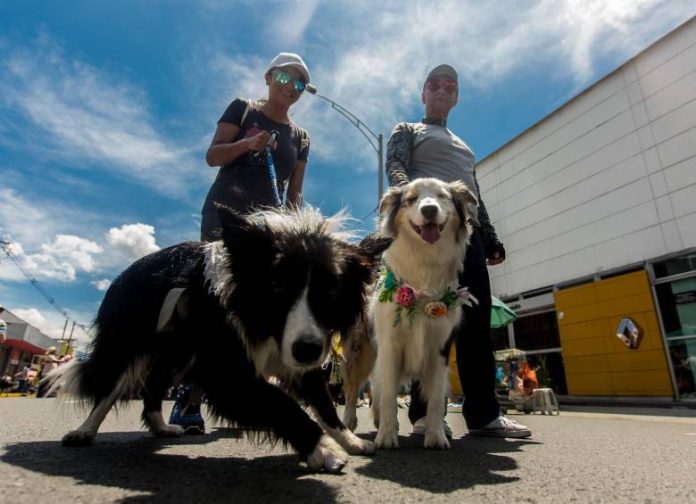 Personal del Ejército Mexicano organiza una caminata canina en Zamora