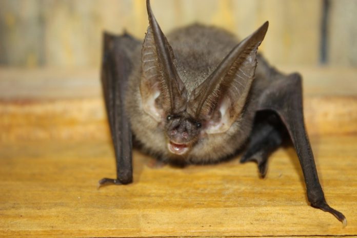 Un hombre se contagia de rabia tras ser mordido por un murciélago en Tlaxcala