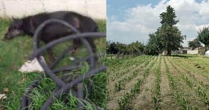 FGJE investiga posible envenenamiento de 15 perros encontrados en milpa.