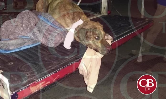 Auto embiste a perrito y queda atorado en la llanta vivo