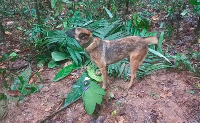 Can se pierde buscando a niños extraviados en la selva