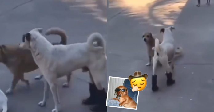 Video: Perrito se viraliza por usar botas muy 
