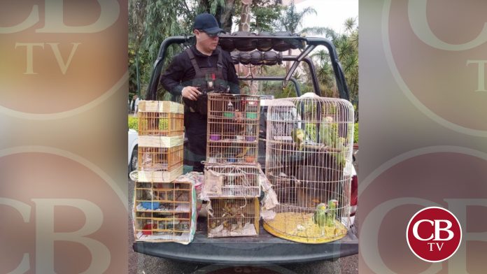 Aseguran 40 aves en peligro de extinción en mercados de Morelia