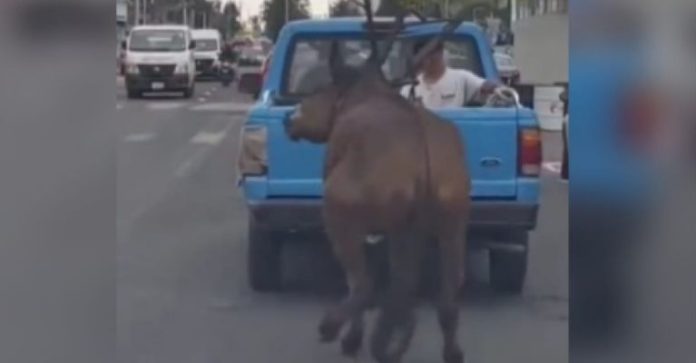 Video: Caballo arrastrado por la vía pública en Puebla