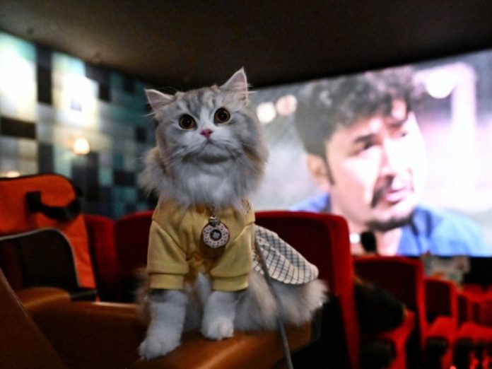 Abren salas de cine pet friendly