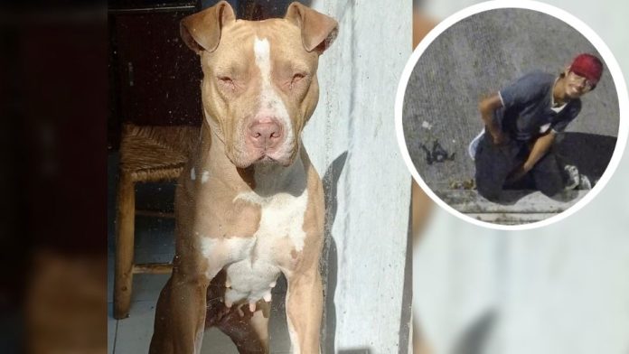 Familia a cusa a vecino por supuestamente drogar y abusar sexualmente de su mascota