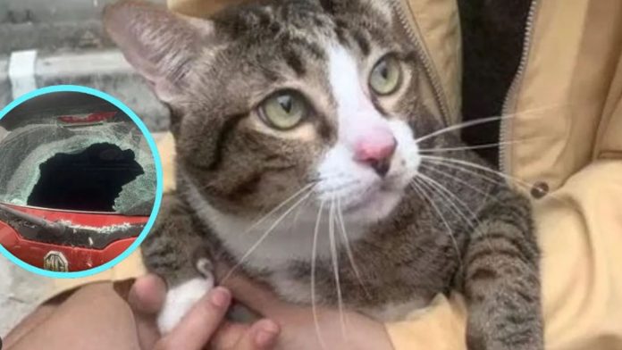 Gato con sobrepeso sobrevive al caer desde un sexto piso
