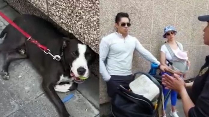 VIDEO: Hombre golpea a puñetazo a su perro en Polanco; joven denuncia agresión