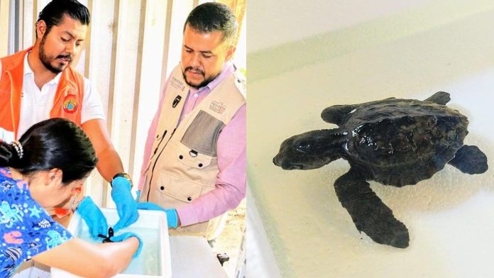 Rescatan tortuga golfina en Morelia
