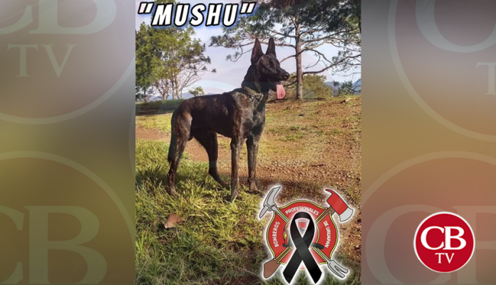 Envenenan a perrito bombero en Uruapan
