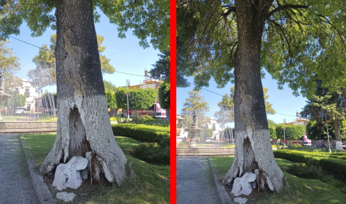 ¿Riesgo para los ciudadanos? En éstas condiciones está un longevo árbol en Morelia