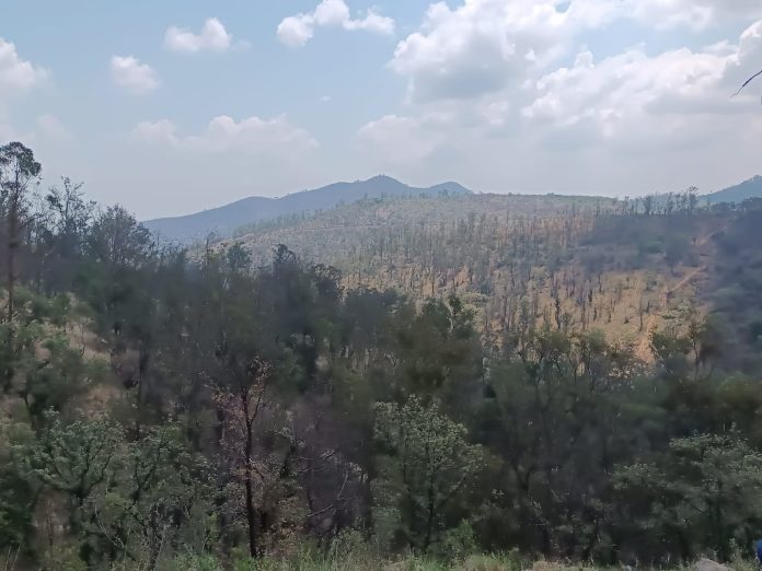 Se trabaja para preservar la Loma de Santa María, se busca apoyo de los morelianos
