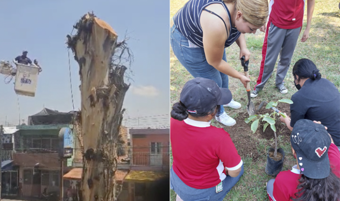 Mientras Grupos Ecologistas reforestan, autoridades en Zamora Talan árboles